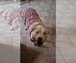 Small #1 Mutt