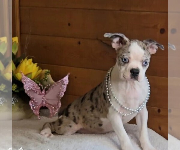 Medium Photo #1 Boston Terrier Puppy For Sale in JASONVILLE, IN, USA