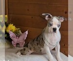 Small Boston Terrier