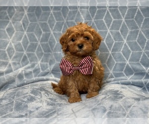 Cavapoo Puppy for sale in LAKELAND, FL, USA