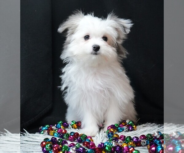 Medium Photo #4 Maltipom Puppy For Sale in ROCK VALLEY, IA, USA