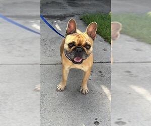 French Bulldog Dogs for adoption in Long Beach, CA, USA