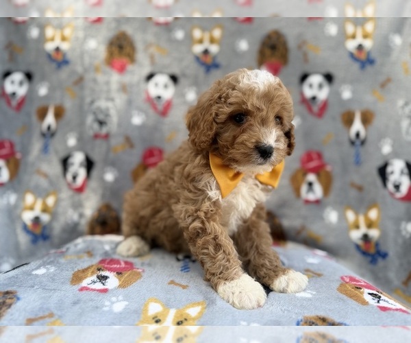 Medium Photo #3 Cavapoo (Miniature) Puppy For Sale in LAKELAND, FL, USA