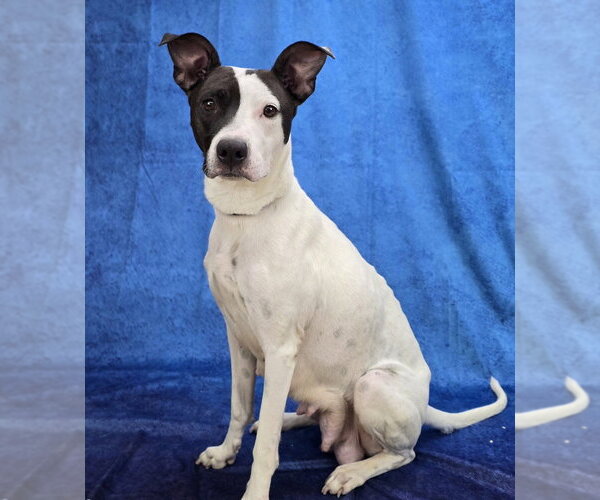 Medium Photo #1 Lab-Pointer Puppy For Sale in Lakewood, CO, USA