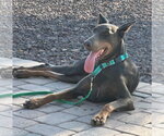 Small #5 Doberman Pinscher