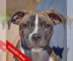 Lyle - Male American Staffordshire Terrier-Boxer Mix Dog for Adoption - Small photo