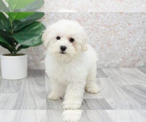 Poochon Puppy for sale in MARIETTA, GA, USA