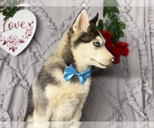 Sibercaan Puppy for sale in LANCASTER, PA, USA