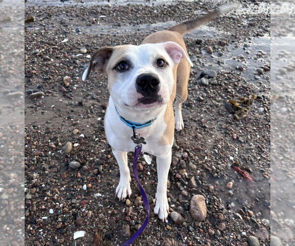 Medium Photo #7 Mutt Puppy For Sale in Boston, MA, USA