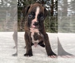 Small #3 Boxer