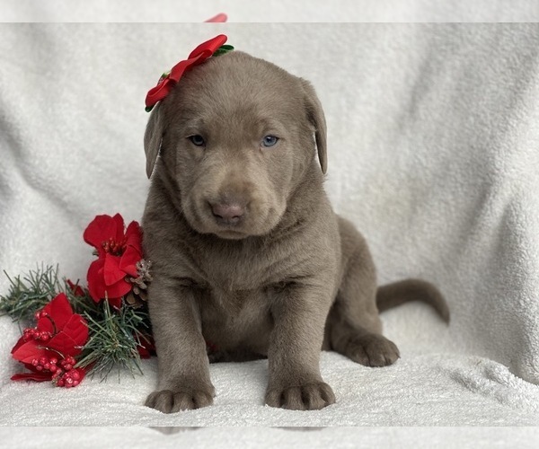Medium Photo #5 Labrador Retriever Puppy For Sale in CEDAR LANE, PA, USA
