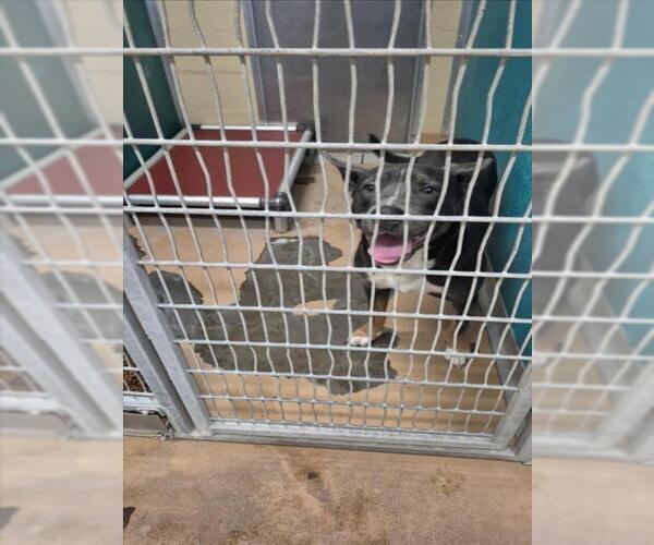 Medium Photo #1 Mutt Puppy For Sale in Texas City, TX, USA