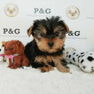 Small Photo #1 Yorkshire Terrier Puppy For Sale in TEMPLE CITY, CA, USA