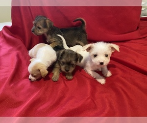 Morkie Puppy for sale in ORANGE PARK, FL, USA