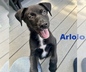 Border Collie Dogs for adoption in Parker Ford, PA, USA