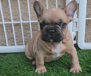 French Bulldog Puppy for sale in LAS VEGAS, NV, USA