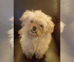 Small Photo #2 Maltipoo Puppy For Sale in ROSEVILLE, CA, USA