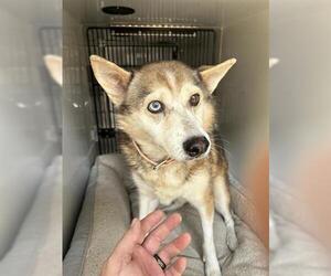 Huskies -Unknown Mix Dogs for adoption in Houston, TX, USA