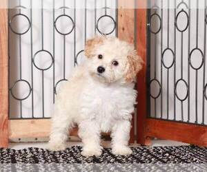 Maltipoo Puppy for Sale in NAPLES, Florida USA