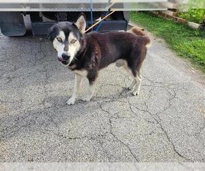 - Mix Dogs for adoption in Houston, TX, USA