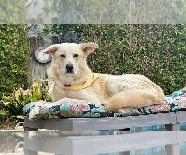 Medium Photo #1 - Mix Puppy For Sale in Hoffman Estates, IL, USA