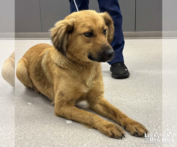 Medium Photo #3 Retriever -Unknown Mix Puppy For Sale in Washington, DC, USA