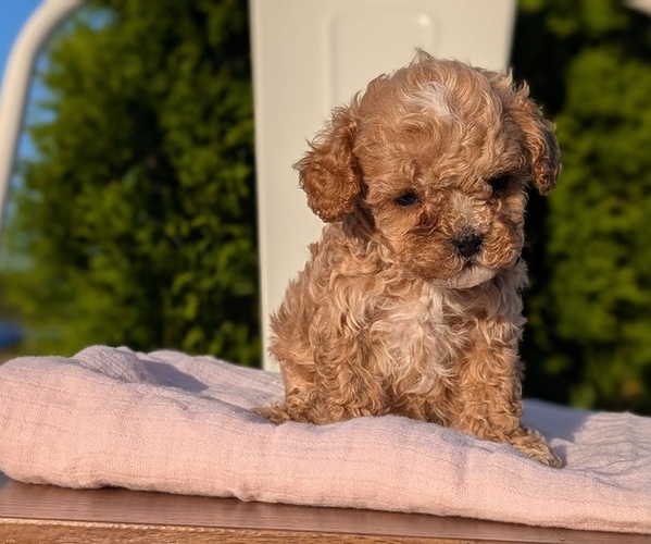 Medium Photo #39 Cavapoo (Miniature) Puppy For Sale in GOSHEN, IN, USA