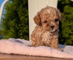 Small Photo #39 Cavapoo (Miniature) Puppy For Sale in GOSHEN, IN, USA