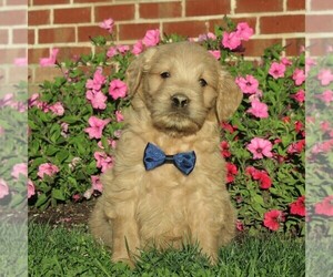 English Cream Golden Retriever-Poodle (Miniature) Mix Puppy for sale in AIRVILLE, PA, USA