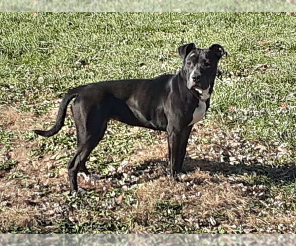 Medium Photo #67 American Pit Bull Terrier-Unknown Mix Puppy For Sale in Germantown, OH, USA