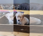 Small Photo #2 English Cream Golden Retriever Puppy For Sale in LOCK HAVEN, PA, USA