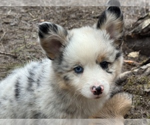 Aussie-Corgi Puppy for sale in ESPERANCE, NY, USA