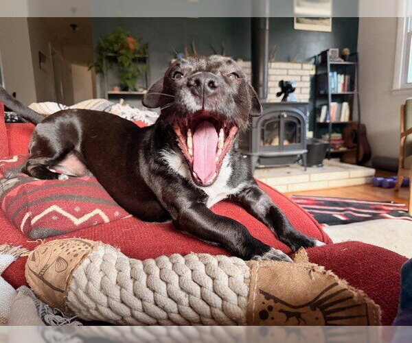 Medium Photo #4 Mutt Puppy For Sale in Candler, NC, USA