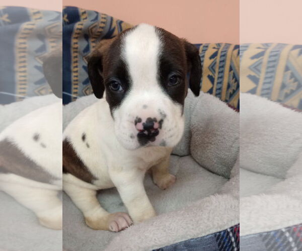 Medium Photo #5 Boxer-Unknown Mix Puppy For Sale in York, SC, USA