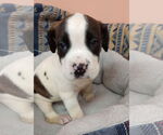 Small #4 Boxer Mix