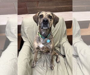 Mountain Cur-Unknown Mix Dogs for adoption in Rockaway, NJ, USA