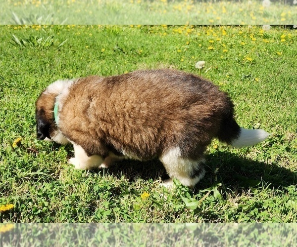 Medium Photo #34 Saint Bernard Puppy For Sale in TURLOCK, CA, USA
