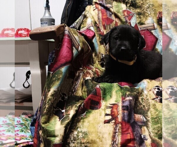 Medium Photo #1 Labrador Retriever Puppy For Sale in FAIRBANKS, AK, USA