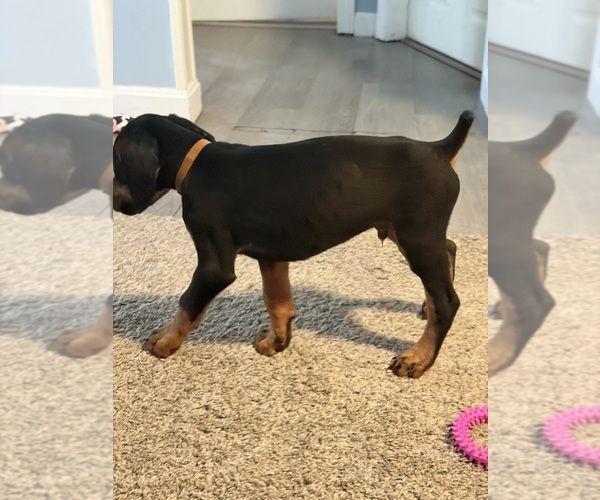 Medium Photo #2 Doberman Pinscher Puppy For Sale in CHEPACHET, RI, USA