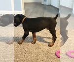 Small #1 Doberman Pinscher