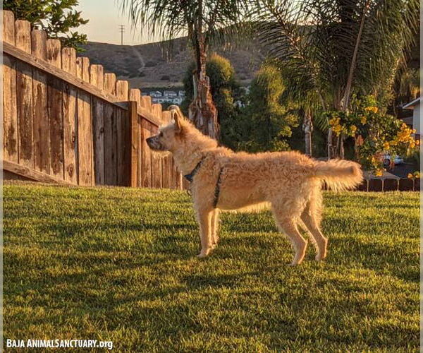 Medium Photo #4 Mutt Puppy For Sale in San Diego, CA, USA