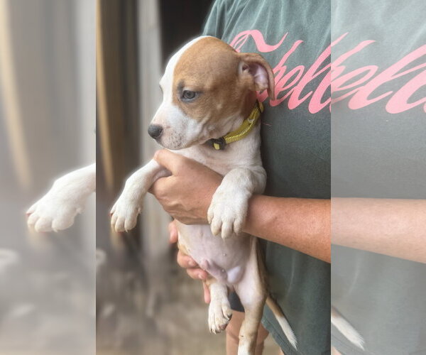 Medium Photo #4 Mutt Puppy For Sale in Jackson, MS, USA