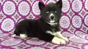 Pomsky-Siberian Husky Mix Puppy for sale in LANCASTER, PA, USA