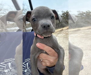 Mutt Dogs for adoption in Oak Bluffs, MA, USA