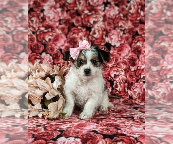Medium Photo #2 Cavapoo Puppy For Sale in ATGLEN, PA, USA