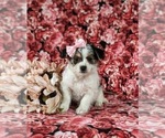 Small Photo #2 Cavapoo Puppy For Sale in ATGLEN, PA, USA
