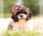Puppy Chica Shih Tzu