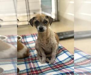 Chihuahua-Unknown Mix Dogs for adoption in Santa Maria, CA, USA