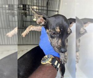 Mutt Dogs for adoption in Houston, TX, USA