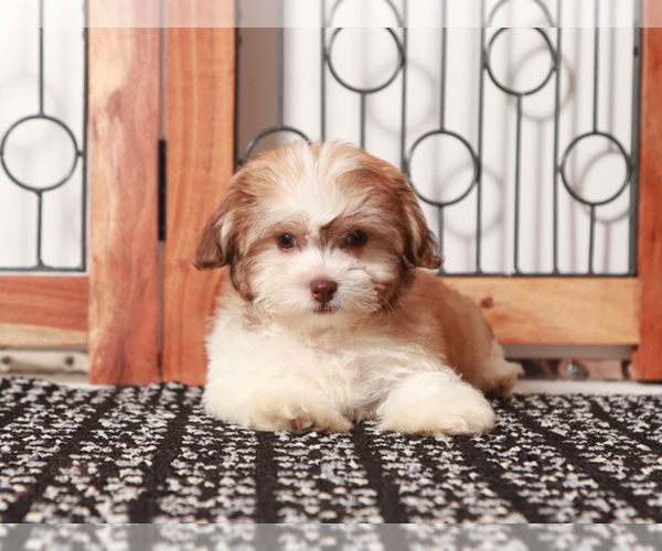 Medium Photo #3 Zuchon Puppy For Sale in NAPLES, FL, USA